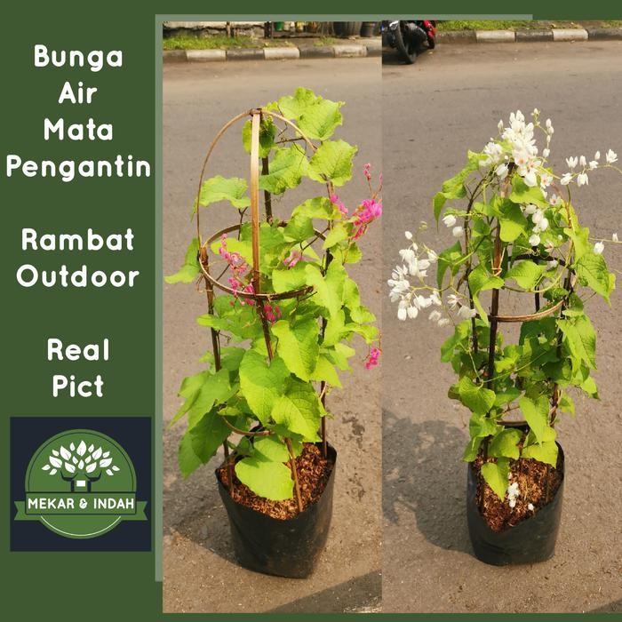 

Tanaman Melati belanda wangi , air mata pengantin rambat