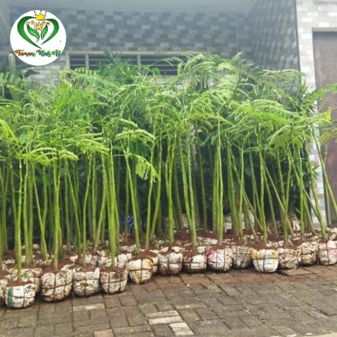 

Tanaman Hias Pakis Brazil 1 meter // Solobium