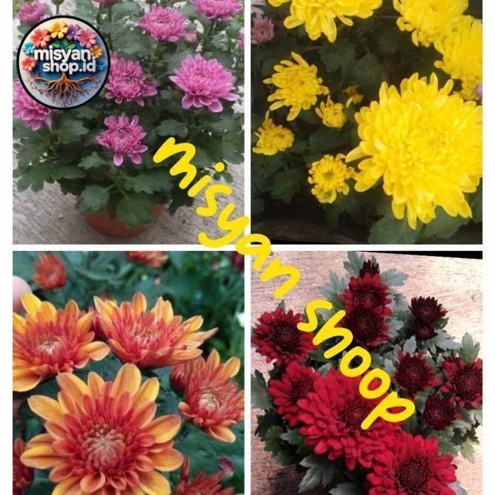 

Promo tanaman hias promo paket krisan 4 warna Pasti Hemat