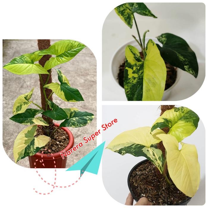 

Syngonium Yellow Aurea Variegata Singonium Kuning