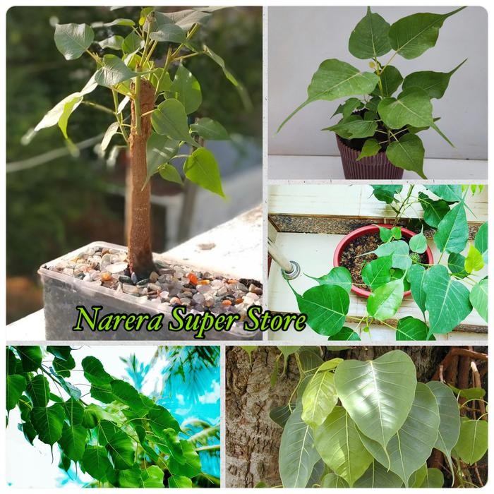 

PeePal Tree Pee Pal Pohon Daun Bodhi Budha Bodi Ficus Religiosa Bonsai