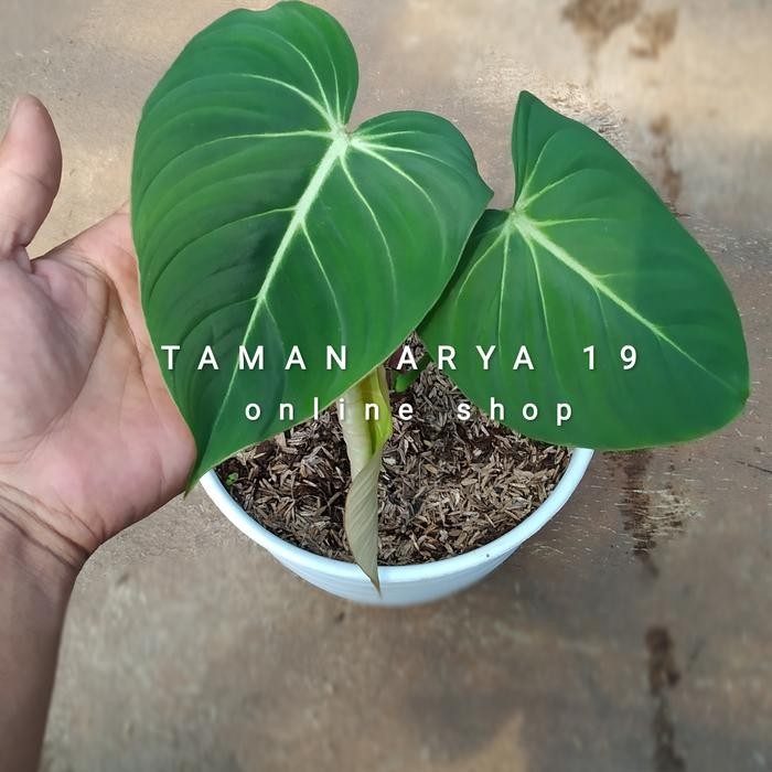 

TANAMAN INDOOR HIAS GLORIOSUM