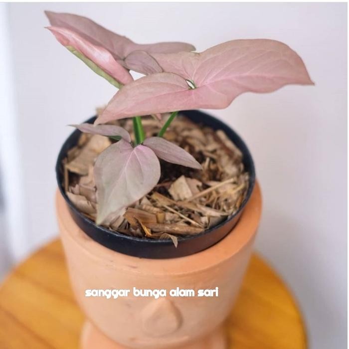 

TANAMAN HIAS SYNGONIUM PINK + POT