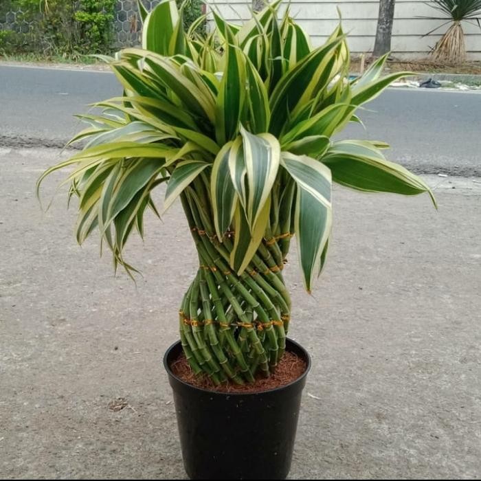 

tanaman hias Lucky Bambo/bambu hoki+pot