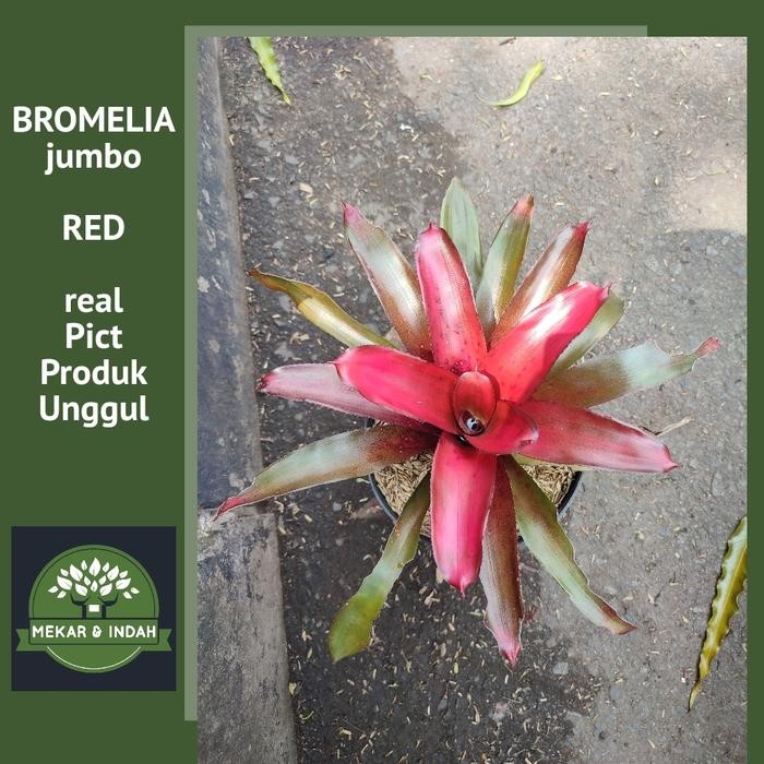 

Tanaman bromelia merah JUMBO