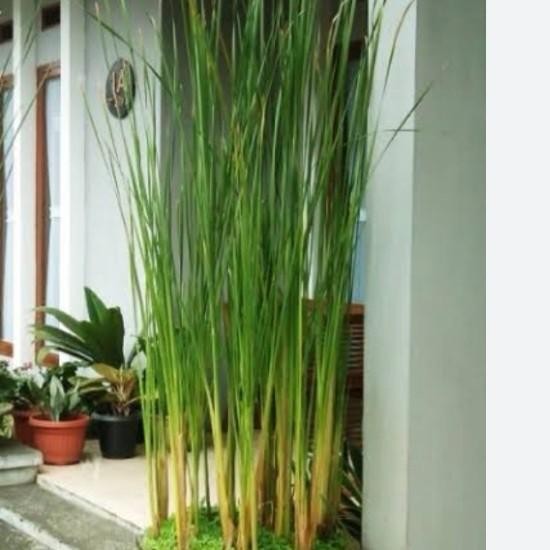 

tanaman hias Typha laxmannii