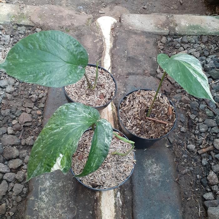 

tanaman hias amydrium zippelianum variegata