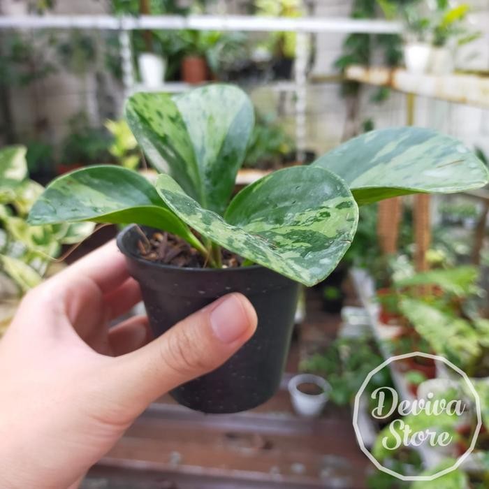 

Tanaman Hias Peperomia Obtusifolia Small Include Pot