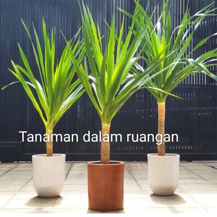 

Tanaman hias dalam ruangan Tanaman pandan bali 1m