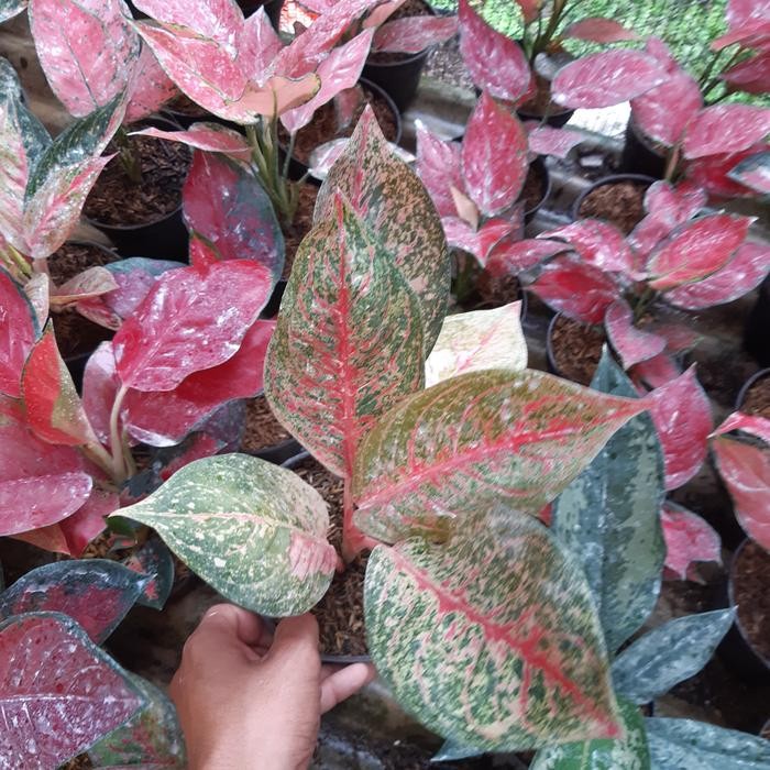 

Tanaman hias aglonema tiara - aglo cantik tiara