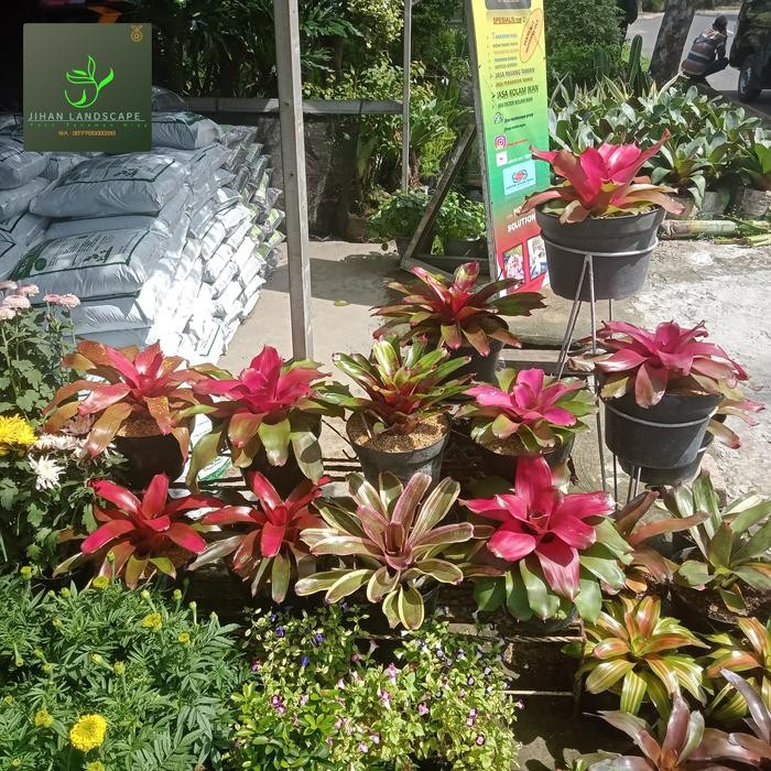 

TERMURAH!!! TANAMAN HIAS BROMELIA SUPER BESAR PINK .MERAH