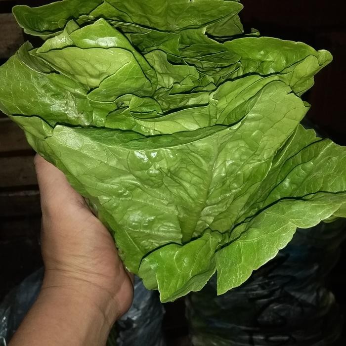 

LUXEHEALTH- Sayur Romen/Letuche. Bandung Kualitas Super