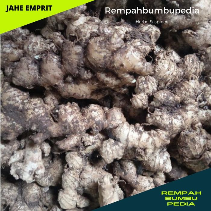 

LUXEHEALTH- Jahe Emprit Segar 1 Kg Jahe Mprit