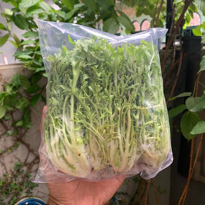 LUXEHEALTH- Lettuce Endive / Selada Endive / Endive Organik