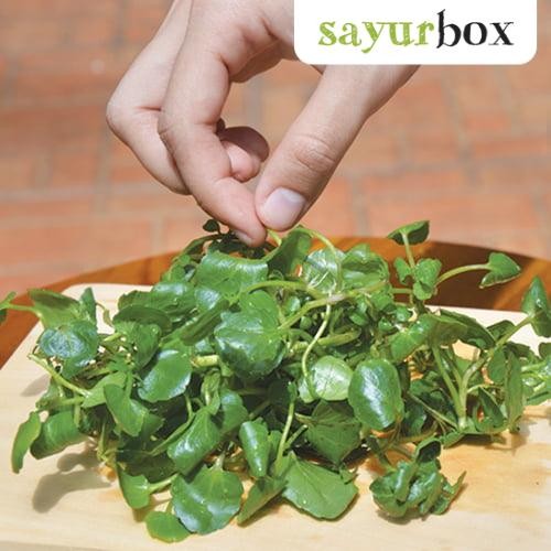 

LUXEHEALTH- Selada Air Bulk 1Kg 1 Kg Sayurbox