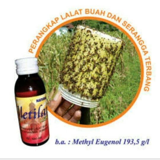 

Lem Metilat Perangkap lalat buah Nasa Jakarta