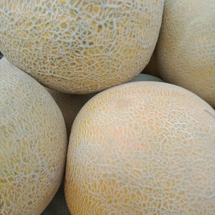 

buah melon