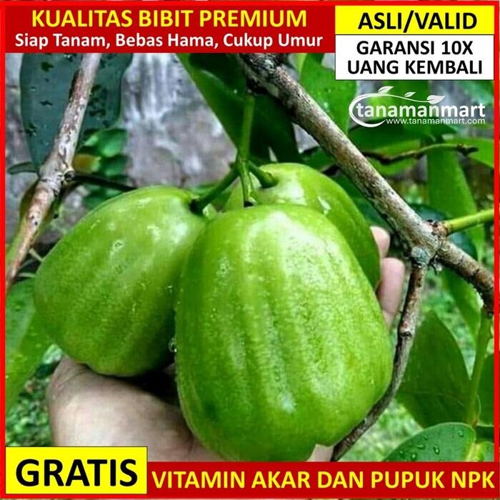 Bibit Jambu Air Kiojok ber, Pohon Jambu air Kyojok valid