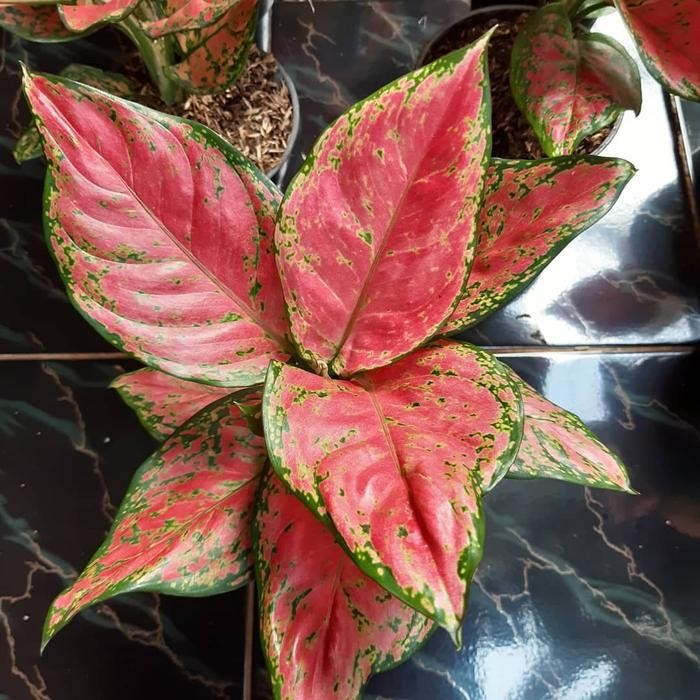 Tanaman hias aglonema dud anjamani indukan