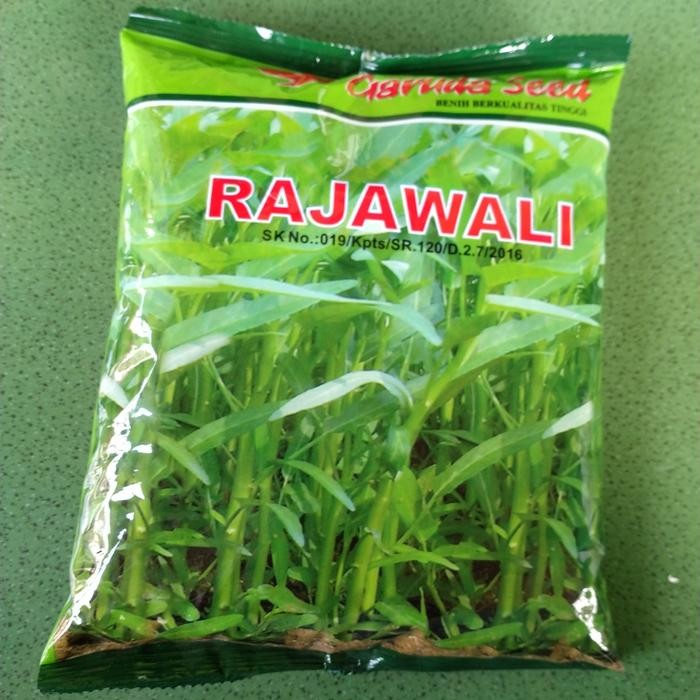 Benih Kangkung Rajawali Berkualitas Tinggi.