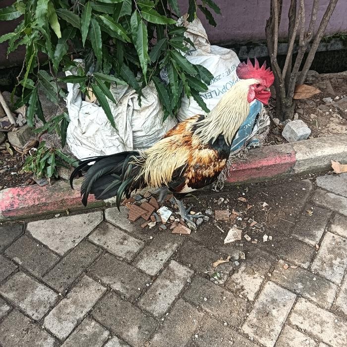 Ayam Pelung Jantan Dewasa Suara Panjang