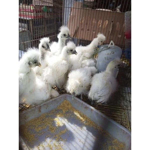 Ayam Kapas - Ayam Hias Kapas - Ayam Bulu Kapas - Bonus Vitamin