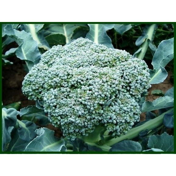 BROCCOLI WALTHAM 29