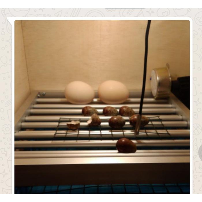 Rak roler khusus telur burung dan ayam lengkap timer mesin penetas tel