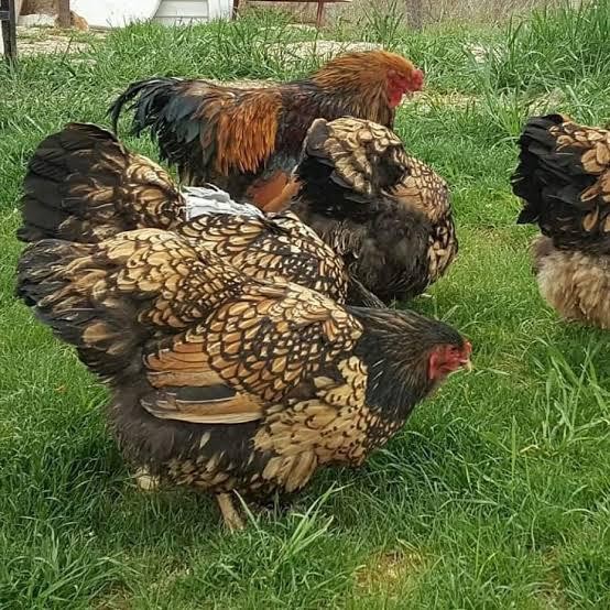 Ayam Brahma Indukan Collombian