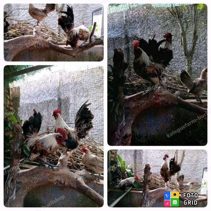 ayam kate jago istimewa