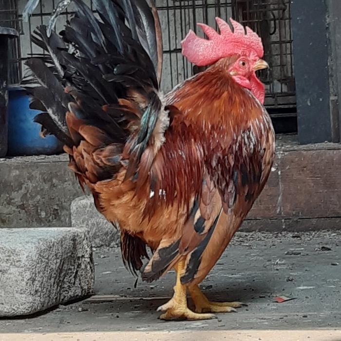 Ayam Hias Kate/Serama/Walik/BC/Batik