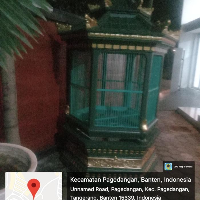 kandang ayam pelung ayam ketawa