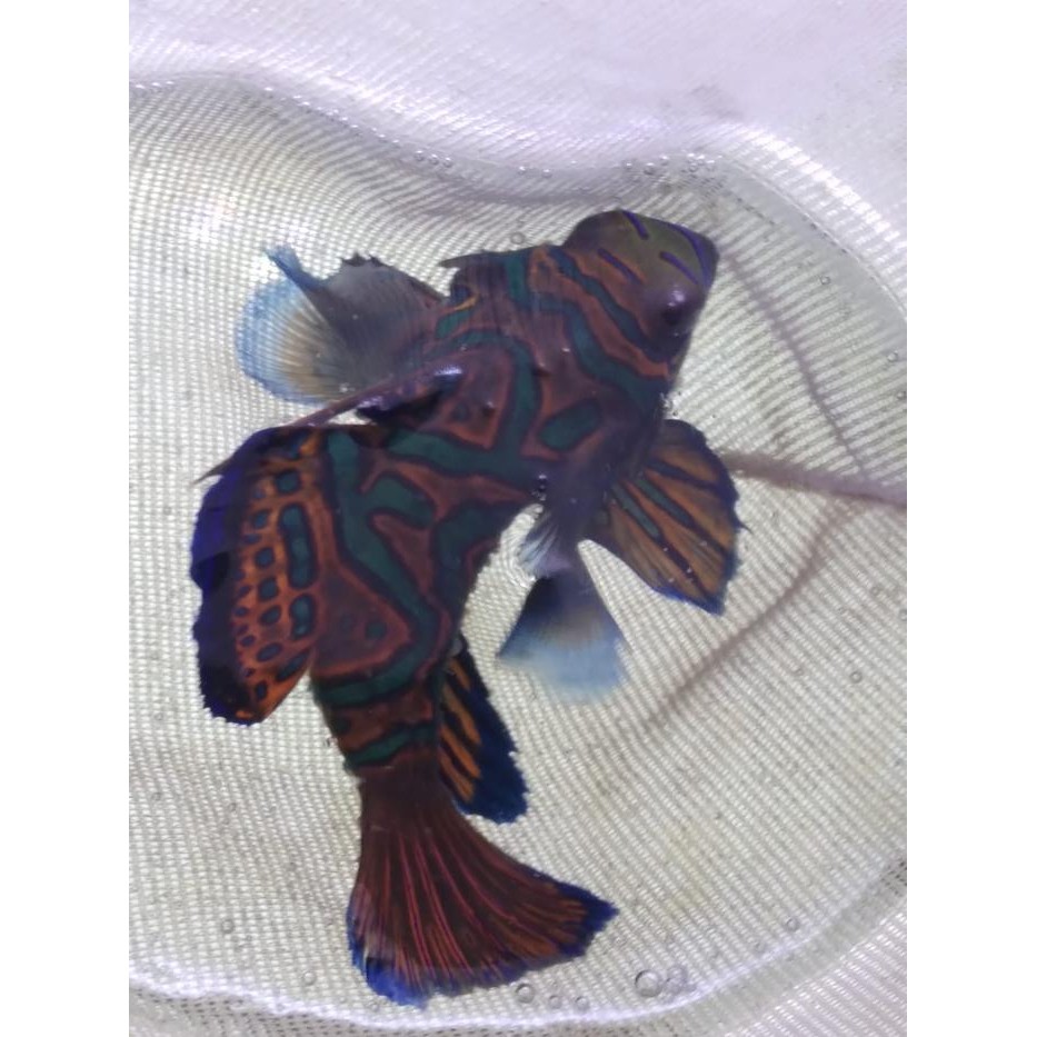 Pilihan- Mandarin Asli - Ikan Hias Aquarium Air Laut