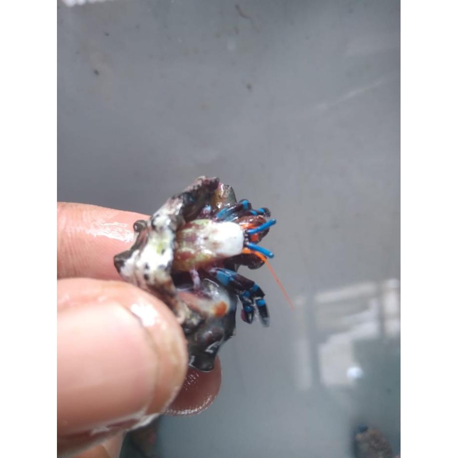 Pilihan- Kelomang Laut / Umang Umang - Pembersih Aquarium