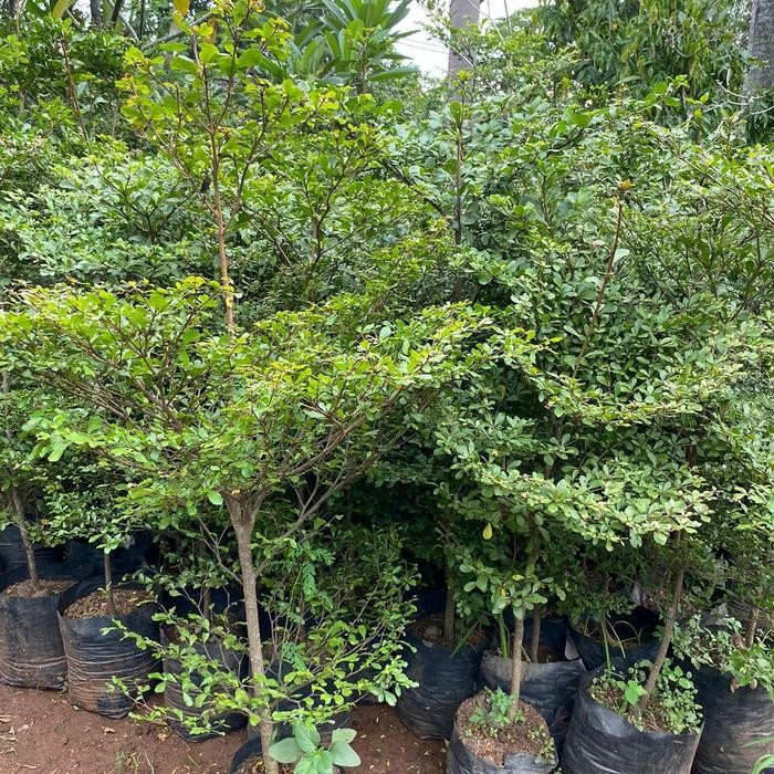 Pohon ketapang kencana tinggi 1,5meter