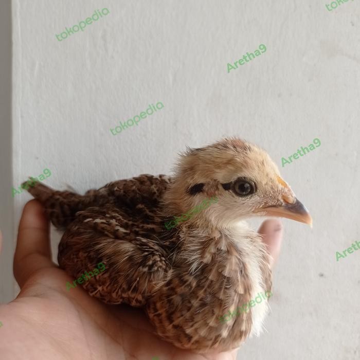 anakan ayam bekisar jawa