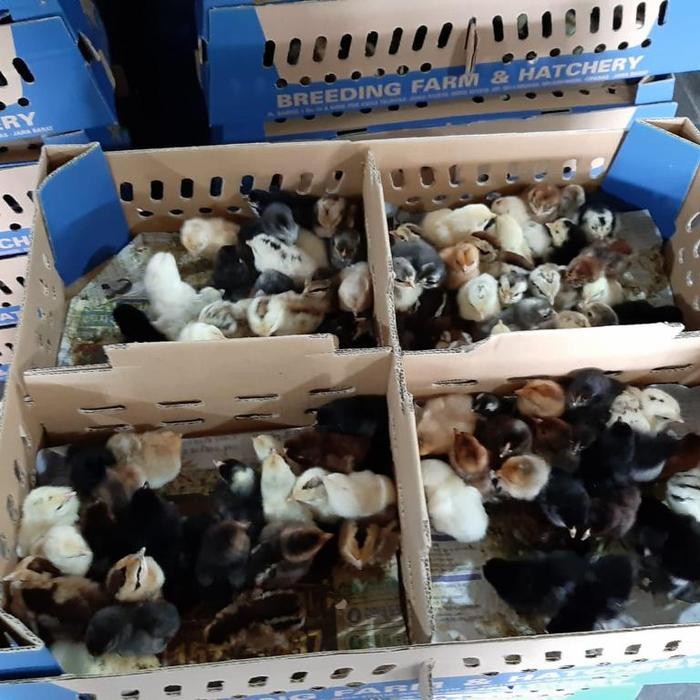 doc ayam kampung pt jimmy,s farm full vaksin