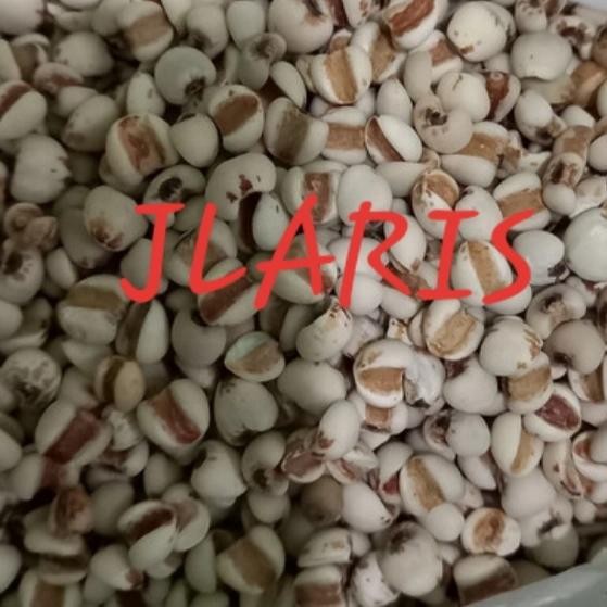 

Terbaru Barley Super 500gr Biji Jali Jali Minuman Sehat