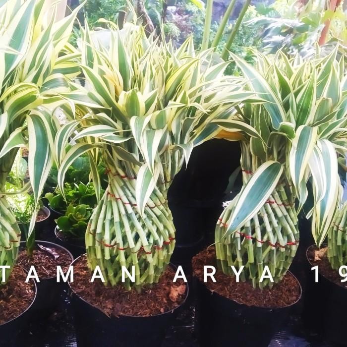 INDOOR PLANT lucky bamboo