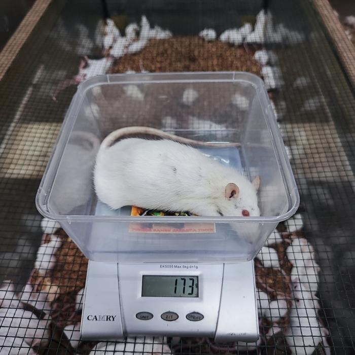 Tikus Putih Penelitian RAT Rattus Norvegicus Pakan Hewan Reptil AFKIR 151300GR++