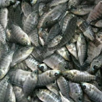 Terlaris Bibit Nila Hitam Nirwana 3 Literan