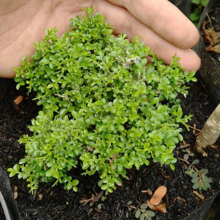 Terlaris Kemuning Super Mikro Sedang