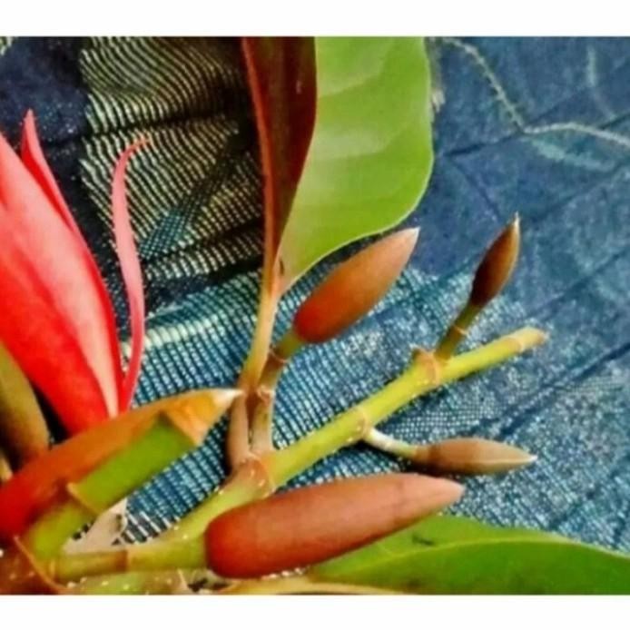 Terlaris Pohon Bunga Cempaka /Kantil Merah..Siap Kirim