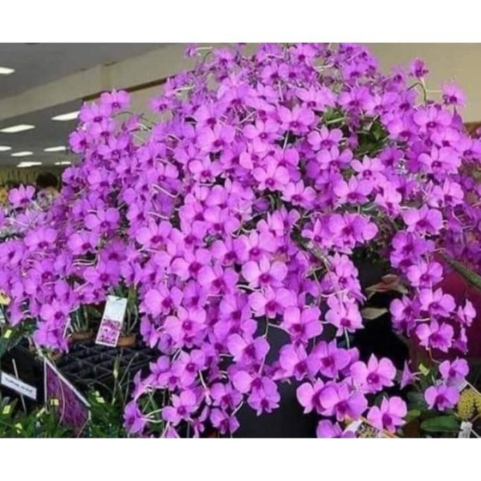 Terlaris Anggrek Dendrobium Bunga Larat Dewasa