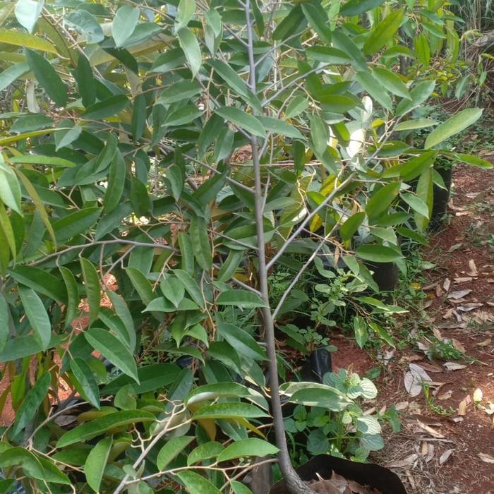 Terlaris Pohon Durian Musangking Berbuah/Berbunga