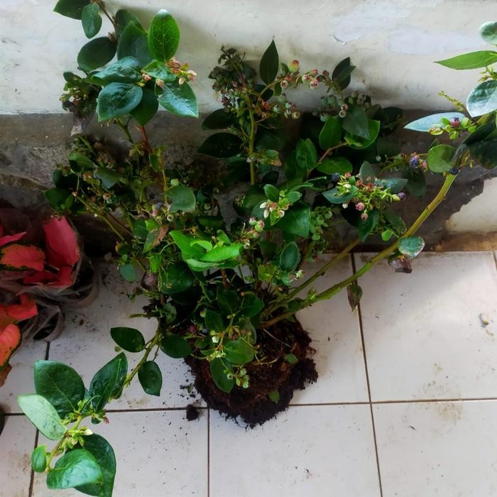 Terlaris Bibit Pohon Blueberry - Pohon Buah Blueberry - Berbuah