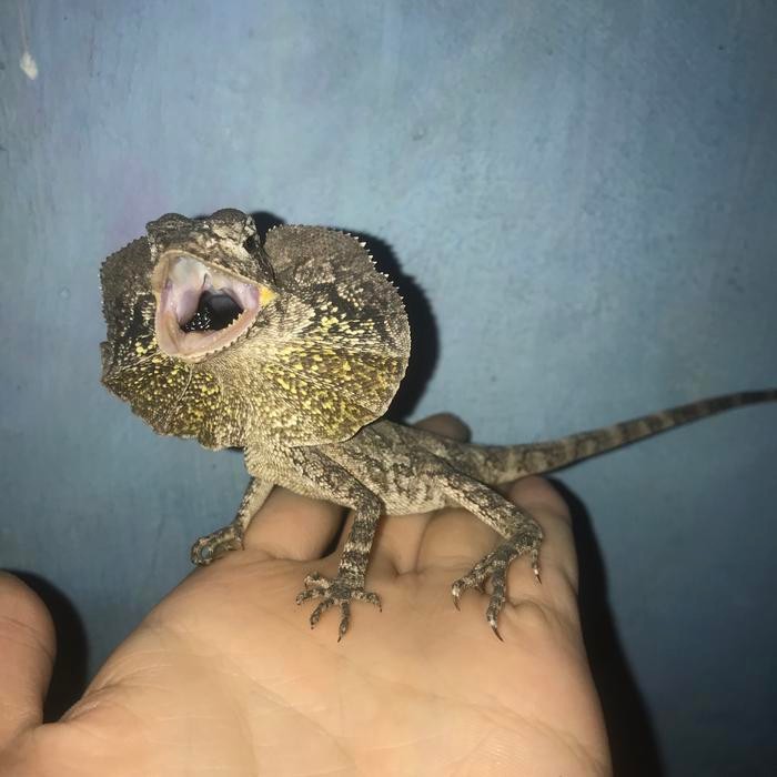 soa payung lizard hewan