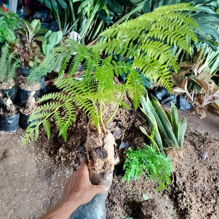 Gardening_Love Pakis Hutan Pakis Monyet Tanaman Hias/ Pakis Hutan Ukuran Remaja