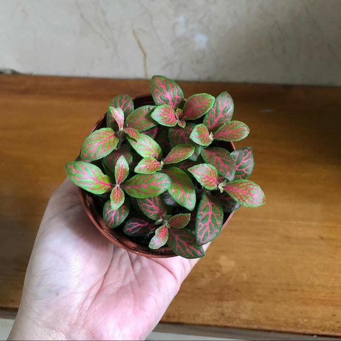 Terlaris Tanaman Hias Fitonia Import Mini + Pot Tawon