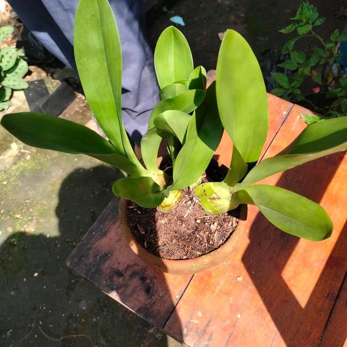 Gardening_Love Anggrek Remaja Grammatophyllum/Anggrek Macan Langka